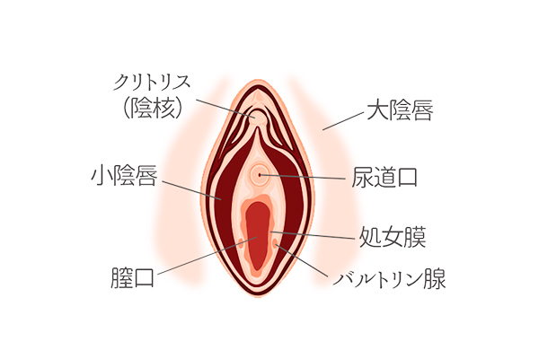 小陰唇縮小術・副皮切除・クリトリス包茎切除術｜京都・滋賀の大西皮フ科形成外科医院【大津石山,四条烏丸】