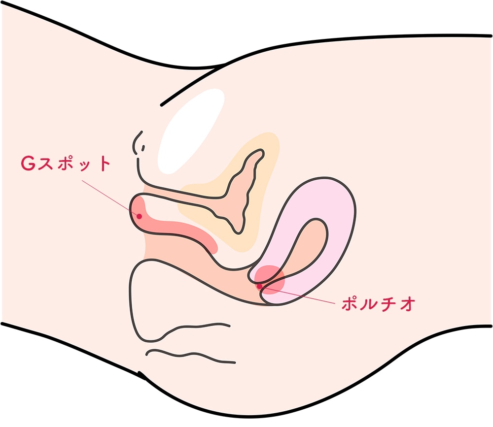 知っていますか？ 生殖器の「横から」と「正面から」の位置関係