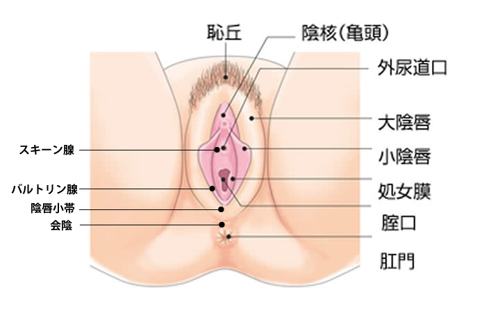 人工海綿 Femスポンジ(2個入) / 女性用大人のおもちゃ・アダルトグッズ通販