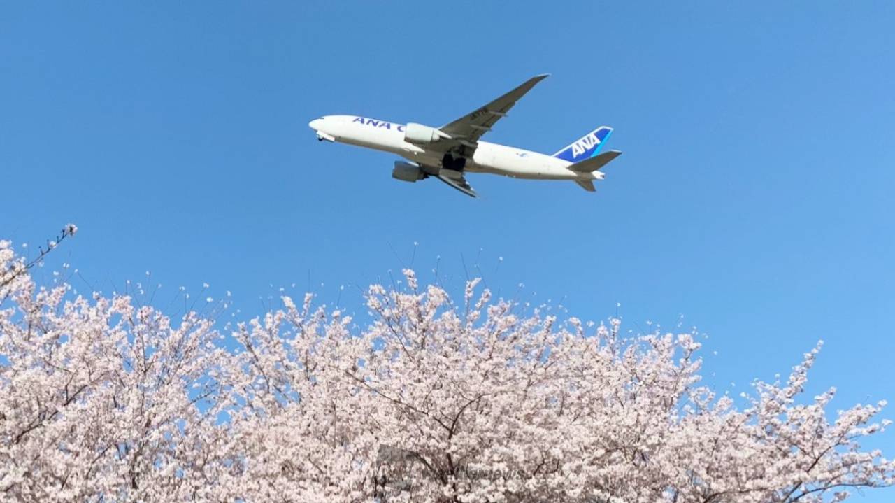 成田のさくらの山公園は飛行機の着陸がよく見える場所で最高の撮影スポット！ | おバカンス！