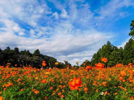 ♬・*¨*・.♬ 道の駅 明治の森・黒磯 🌼