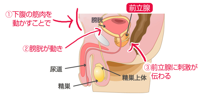 リング付き 前立腺刺激 アナルバイブ ドライオーガズム