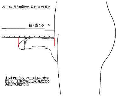 ペニスのサイズはどれくらい？TENGA社内で測ってみた - TENGAヘルスケア プロダクトサイト