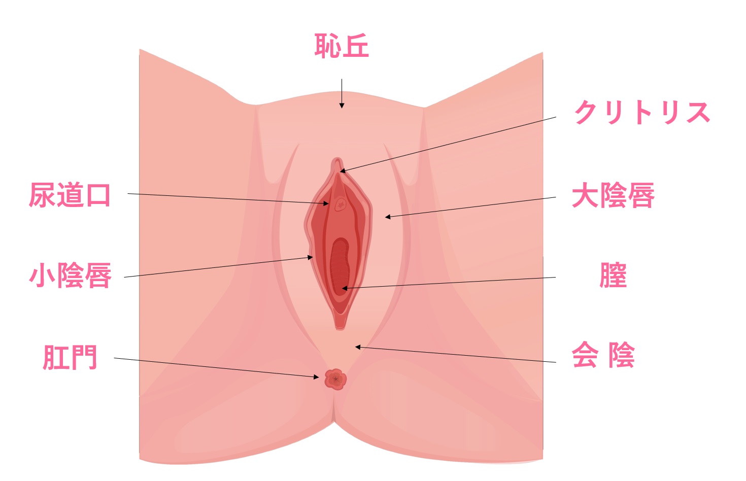 前庭球の刺激でイカせる！クリトリスや膣だけに頼らない新常識 – メンズ形成外科 |