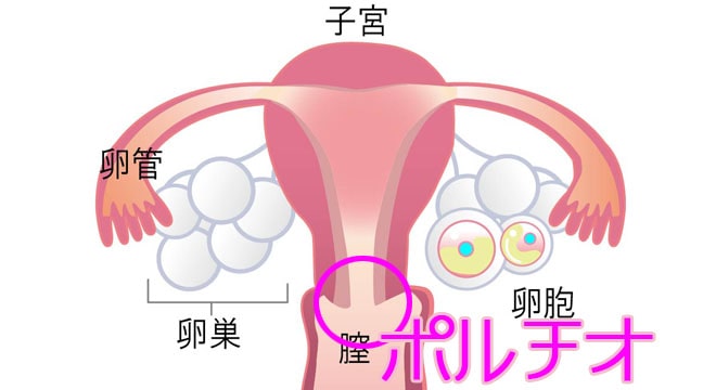 ポルチオ開発をする手段は？かかる時間はどれくらい？中イキしやすい体になるために知っておきたい基礎知識 – LOVE PLEASURES