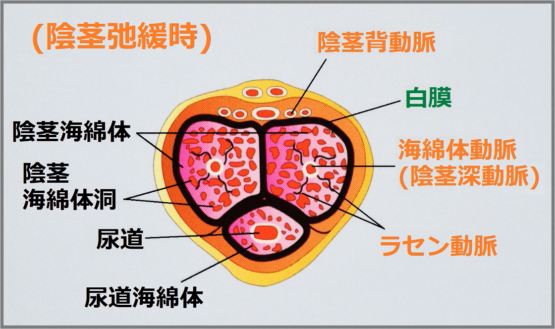 勃起力をどんどん高める正しい射精法６選