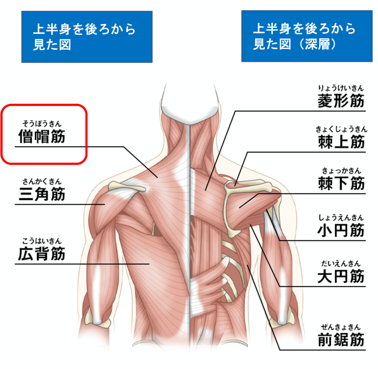 コラム｜シンセルクリニック - ひざ・肩・股関節に特化した再生医療専門クリニック