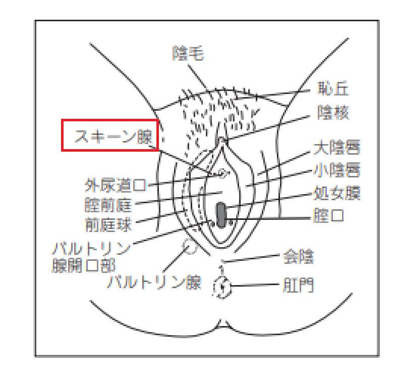 岡山大学】Female squirting（女性の潮吹き現象）の謎の解明へ | 国立大学法人岡山大学のプレスリリース