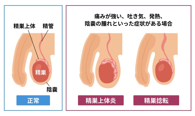 たんたん狸の金玉は、なぜあんなに誇張されるの？招き猫は男根そのもの？大真面目に検証してみた！ ｜ 和樂web 美の国ニッポンをもっと知る！