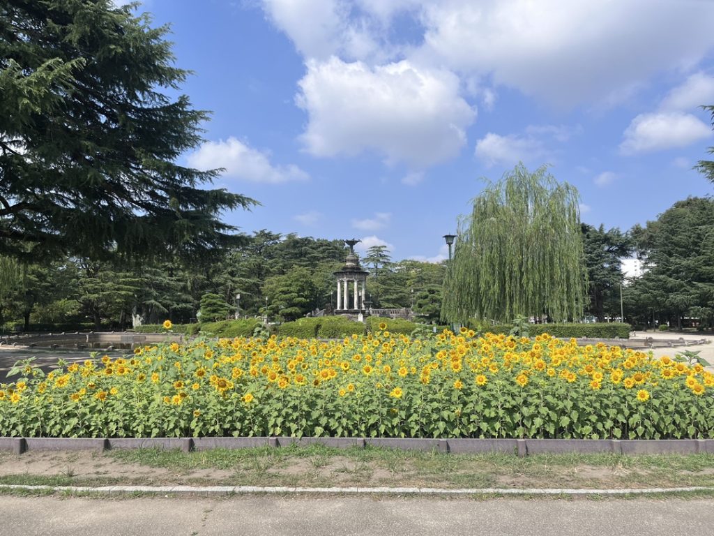 鶴舞公園 ひまわり満開 | 名古屋の青い空の下 風の吹くまま