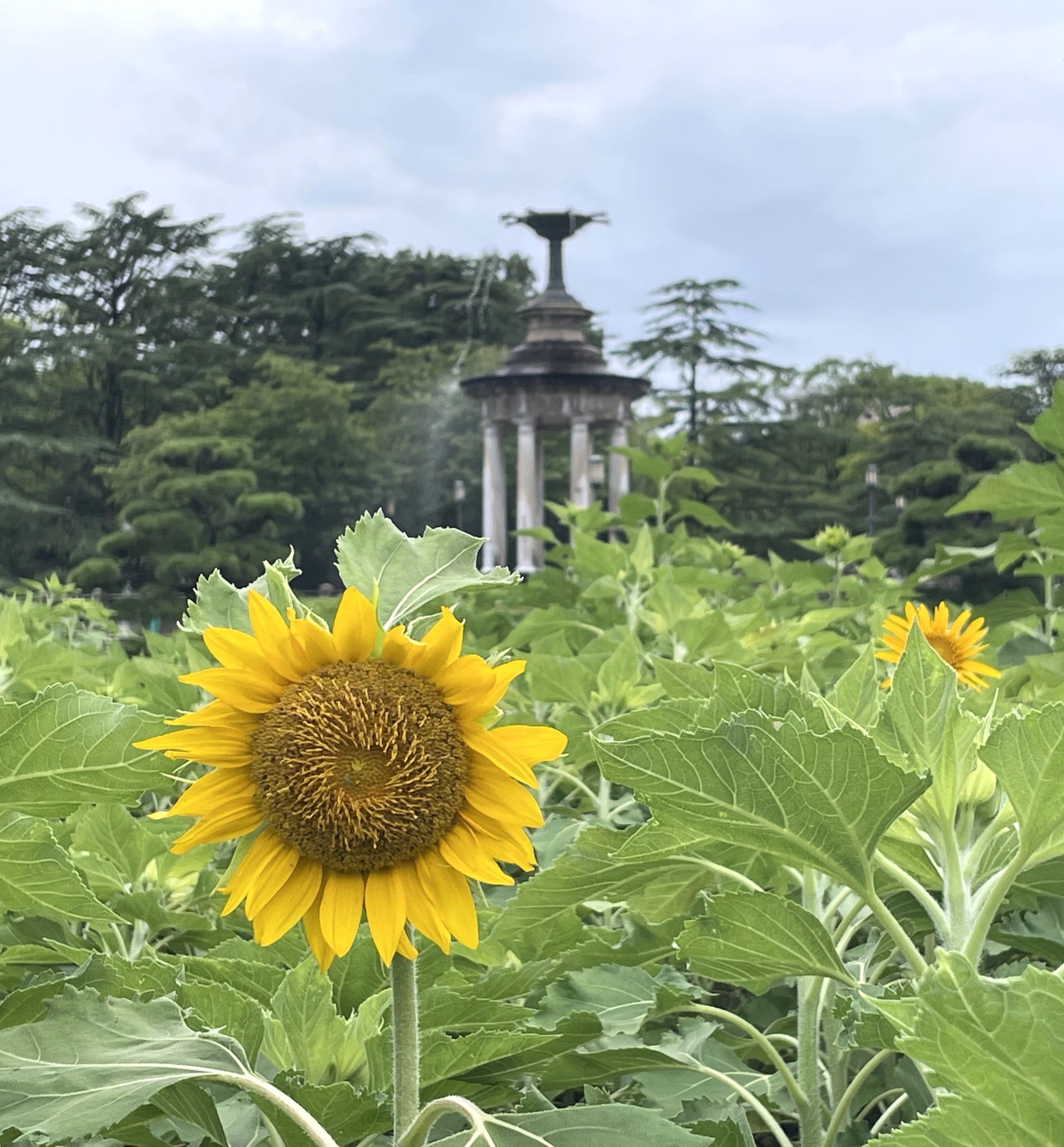 鶴舞公園｜開花情報（ヒマワリ、スイフヨウなど）（8/5）