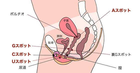 潮吹き】なた豆茶って効果あるの？ - 月妃さらの囁き |