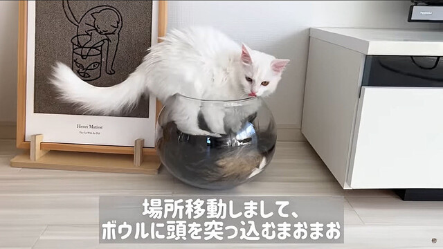 これはぼくの！」届いたダンボール箱を死守する子猫 | おたくま経済新聞