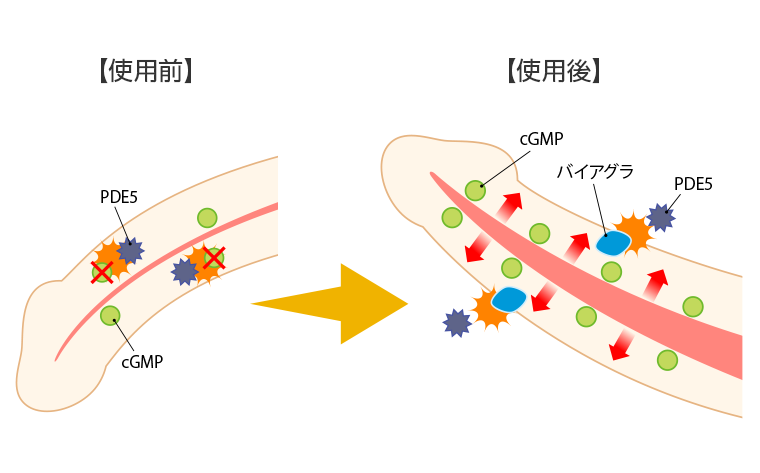 バイアグラの効果「持続時間と効き目が出るまでの時間」について｜薬の通販オンライン