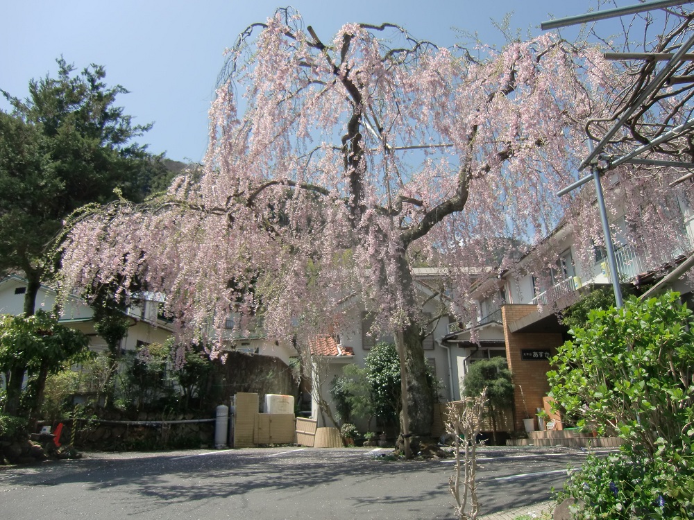 大平台温泉 源泉100%かけ流しの宿 箱根あんじゅ 山紫苑(神奈川県足柄下郡箱根町)【日本全国温泉ガイド】