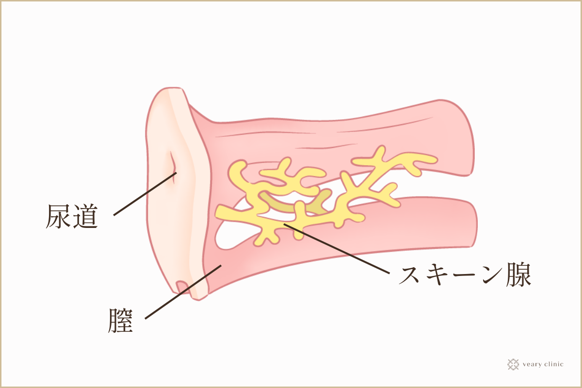 Gスポットの正しい位置とイカせる刺激方法【完全図解】 | セクテクサイト