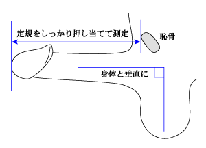 ペニスのサイズ（短小・巨根）について とある女性の意見 - TENGAヘルスケア プロダクトサイト