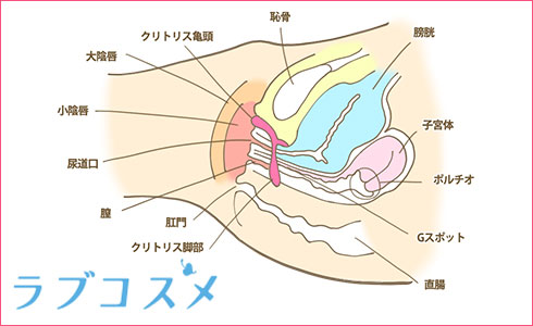 ムズムズ悩みを防ぐデリケートゾーンの正しい洗い方 | ハルメク美と健康