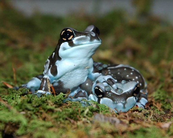 🐸🐸こんにちわ🐸🐸 ・グミガエル ・ミルクフロッグ