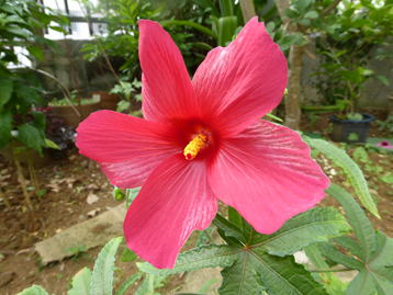 アジアンハイビスカス(アベルモスクス)が咲き続けています。: 熊本の花所