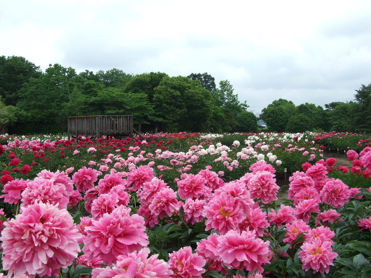 見事な景観！シャクヤクの花畑へ。約160種、2000株が咲く「手づくり村 鯉艸郷（りそうきょう）」