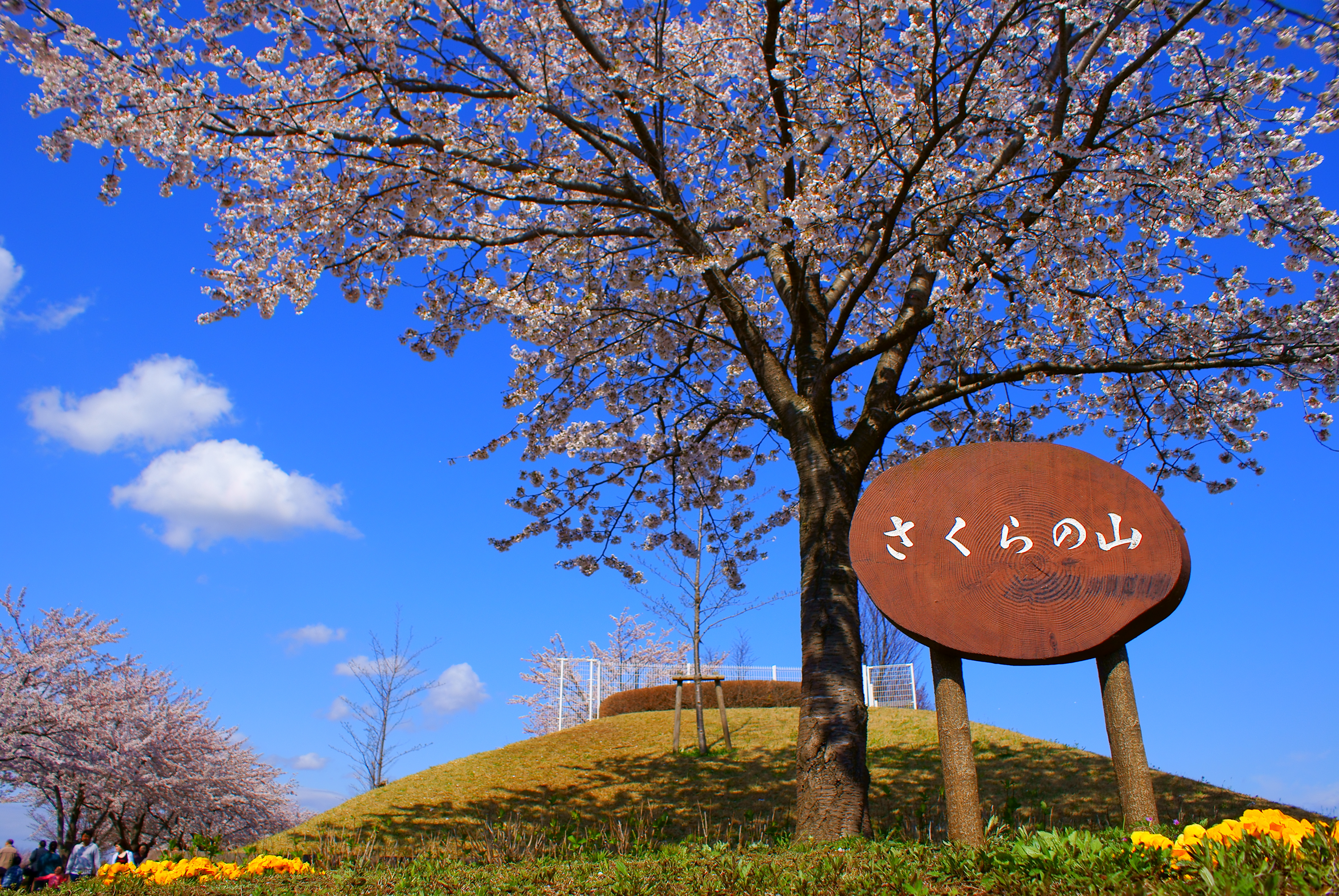 燃ゆる庭園、優美な調べ 成田山公園で「紅葉まつり」(千葉日報) -