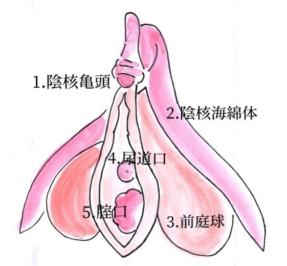 セックステクニックで女性を本当に気持ちよくする基礎知識【男性向け】－AM