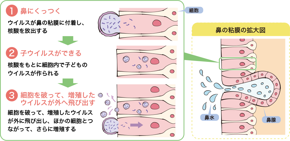 なかなか風邪が治らない！風邪が長引く原因とその対策方法│アンファーからだエイジング【専門ドクター監修】