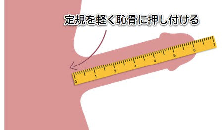 陰茎の大きさの基準は？ 大きく見せる方法も紹介