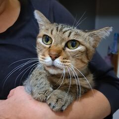 猫]東京都の里親募集 甘えん坊でソックス白黒ハチワレ