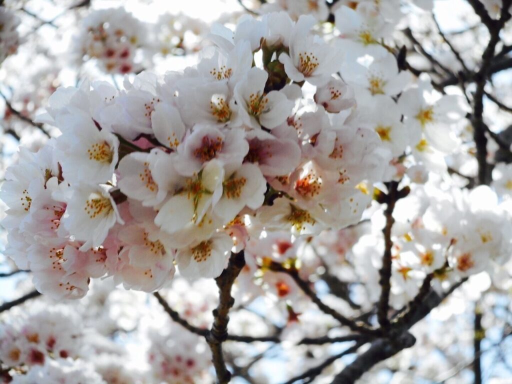 船窪つつじ公園 つつじの開花状況について（令和６年５月１４日現在） |