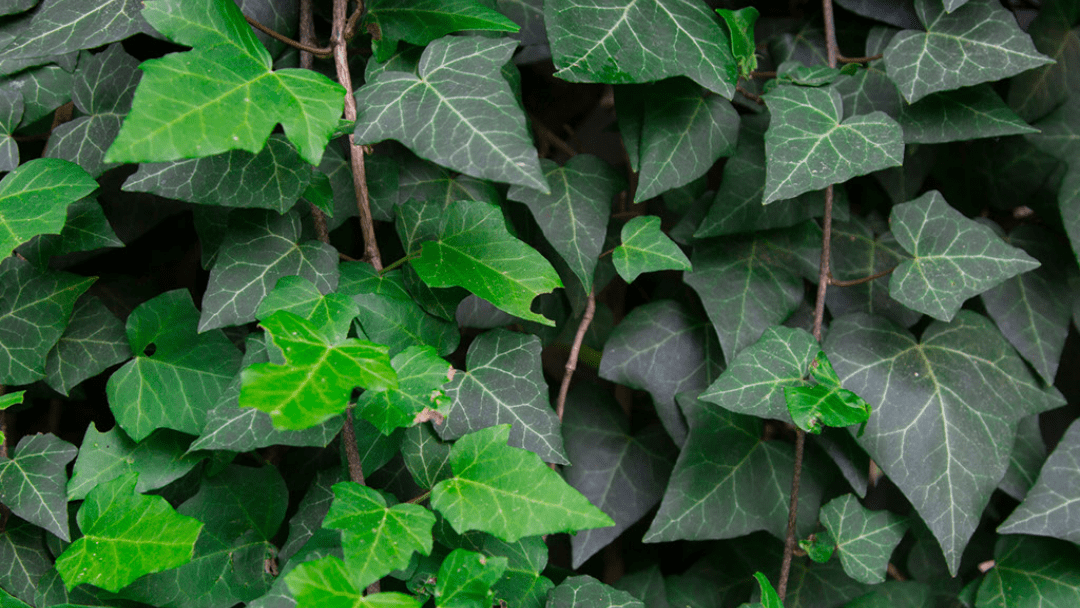 4.786 Ivy Vines Stock Photos,