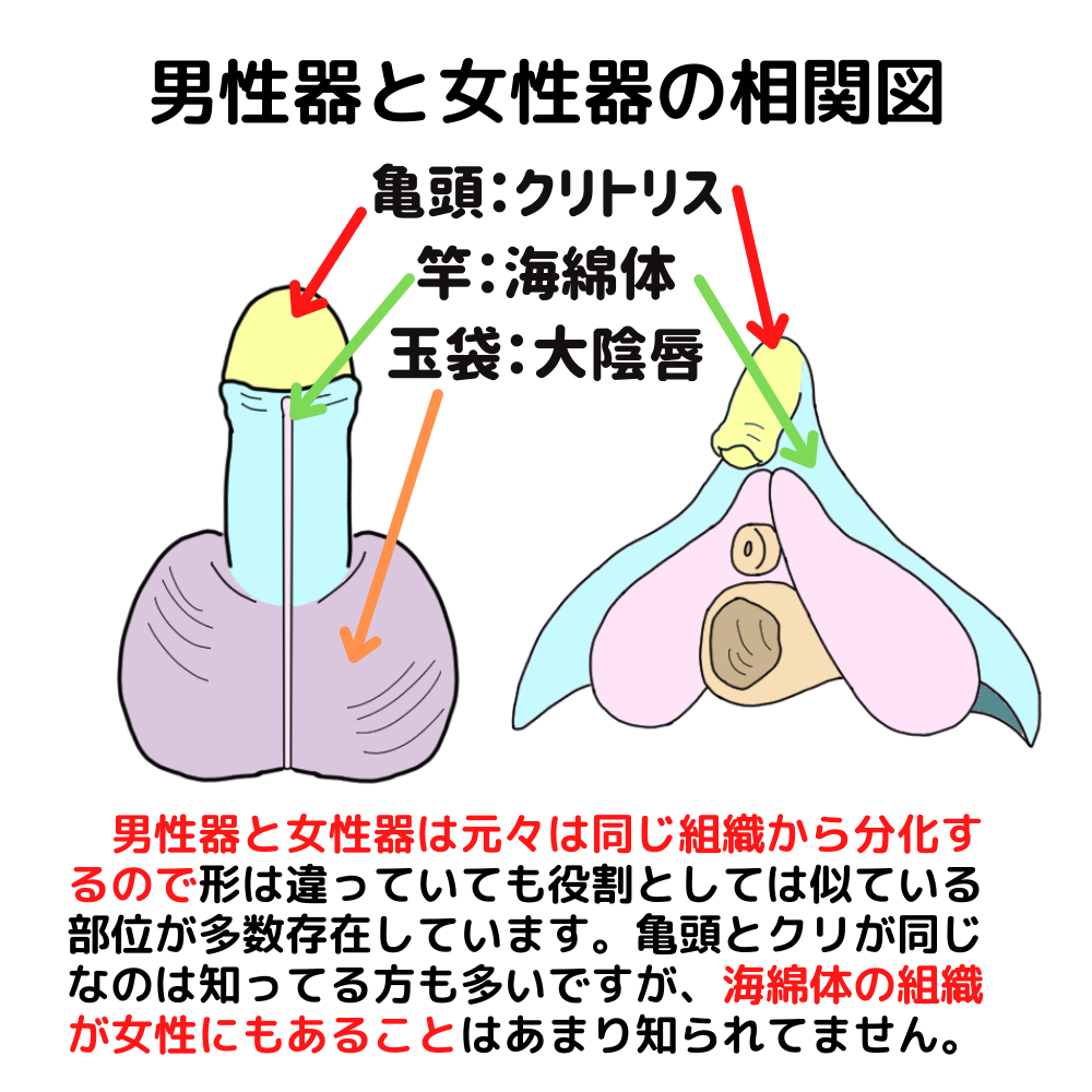 クリトリス愛撫で女性をイカせるセックステクニック【ピンポイント刺激のやり方とは】