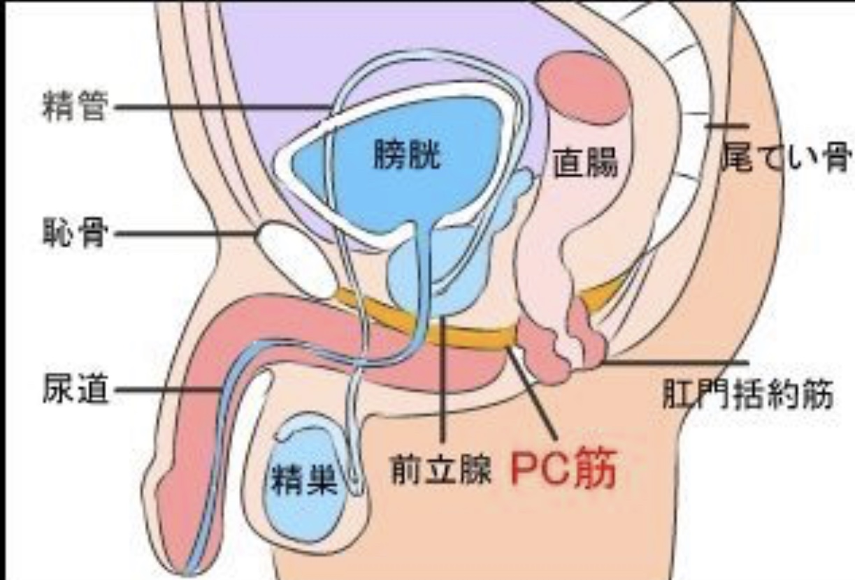 アネロスをpc筋で1秒に2回くらいのペースで動かしてると動かし方が悪いのか射精する直前の感覚になり、かつ尿道が痛 | Peing