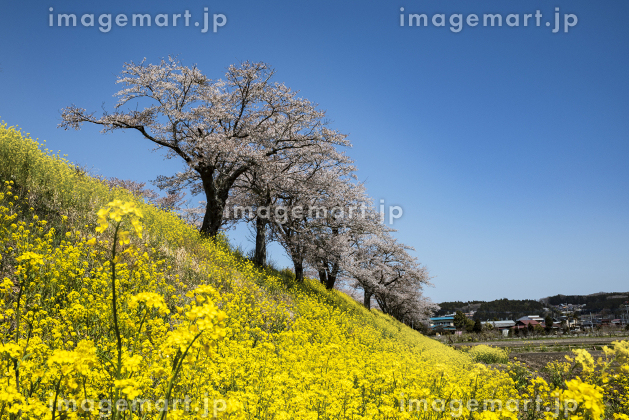 この花、「屁糞葛」よりも「早乙女花」で | ひょうたんくんの豊肥沿線11物語