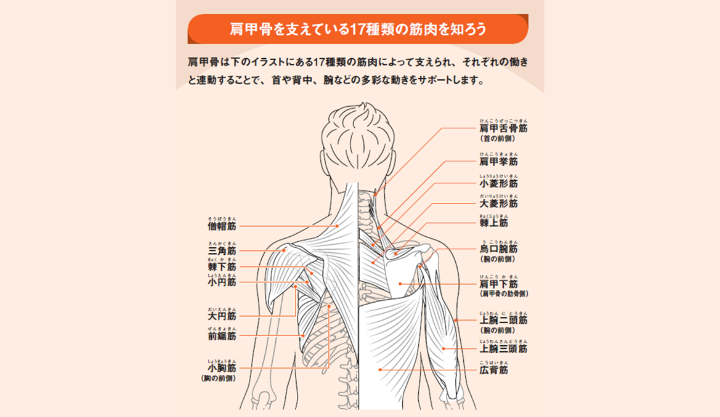 肩甲骨はがし」で首痛・肩コリ・頭痛が改善されるって、ほんと？ - AOYAMA STYLE(アオヤマスタイル)