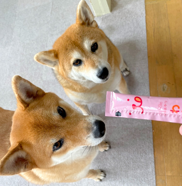 Amazon.co.jp: Ｓｉｐｐｏｌｅ 犬おやつ わんみぃ