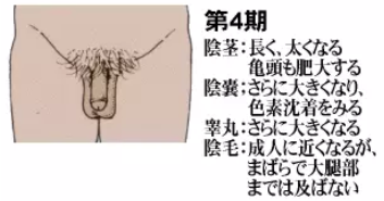 巨根サイズはどこから？】15cm以上、500円玉より太ければデカチンと言える｜あんしん通販コラム