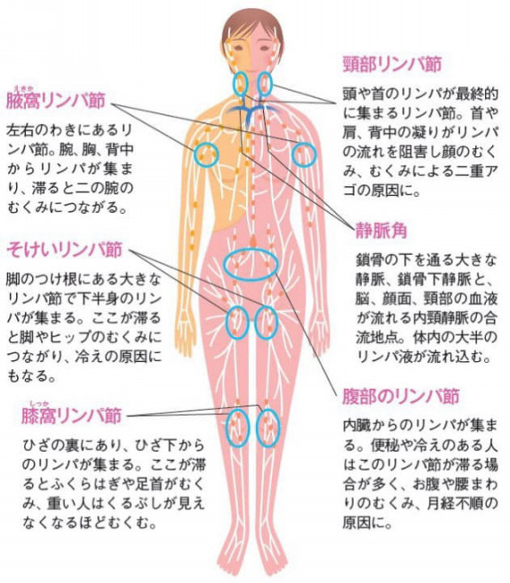 自宅で手軽にオイルマッサージ！ハーバー全身用美容液オイル「すっきりボディオイル」登場（イエモネ）｜ｄメニューニュース（NTTドコモ）