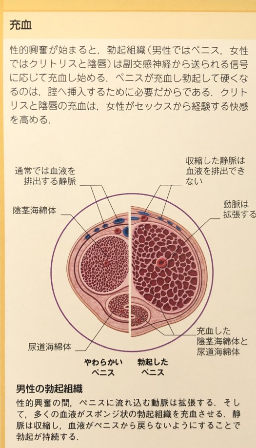 院長コラム] 膣圧測定(Dr.Kelによる腟圧計測） | ゆいクリニック