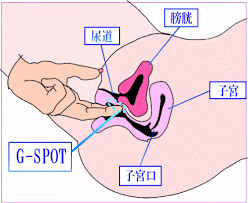 Gスポット刺激に特化したセックス体位１０選【イラスト図解版】 | セクテクサイト