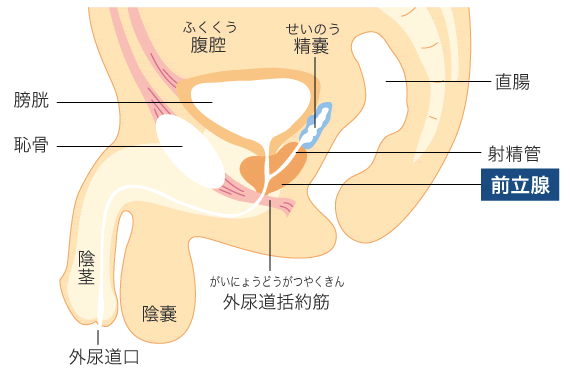 女性が肛門でどのように快楽を感じるかをマジメに研究した論文が発表される！ - ナゾロジー