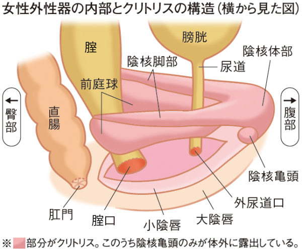 女性が「感じる」メカニズム Gスポットは気持ち良い「から」現れる快感スポット｜感じるところ｜森田敦子 -