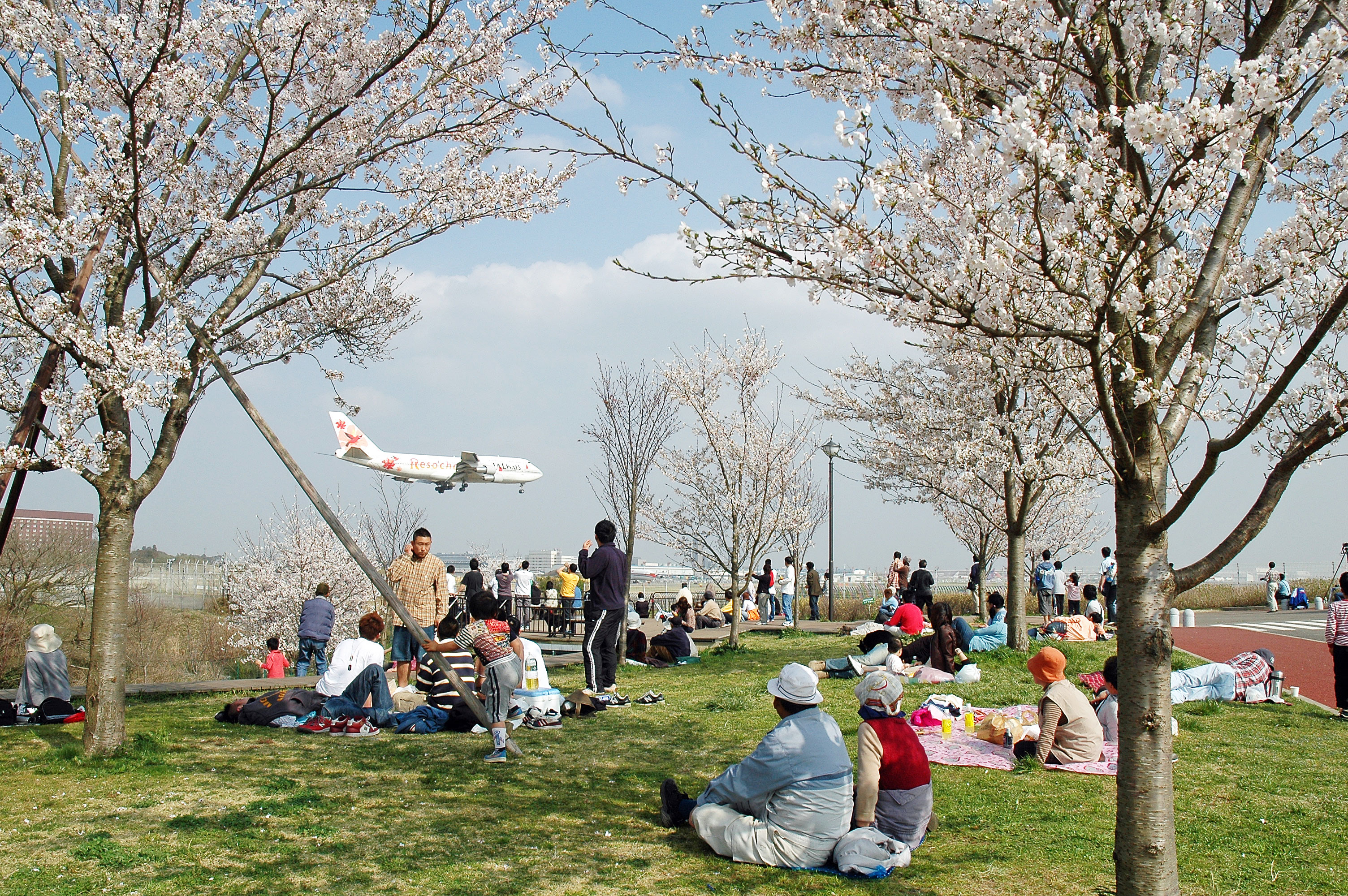 飛行機と、満開の桜を望める、さくらの山公園（千葉県成田市）（その１） : 旅プラスの日記