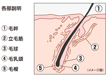 【閲覧注意】毛が濃い後輩のヒゲを全部抜いてみた