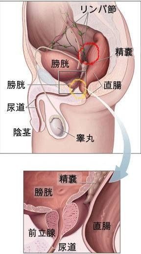 男性が気持ちいい攻め方！満足させる方法 - 夜の保健室