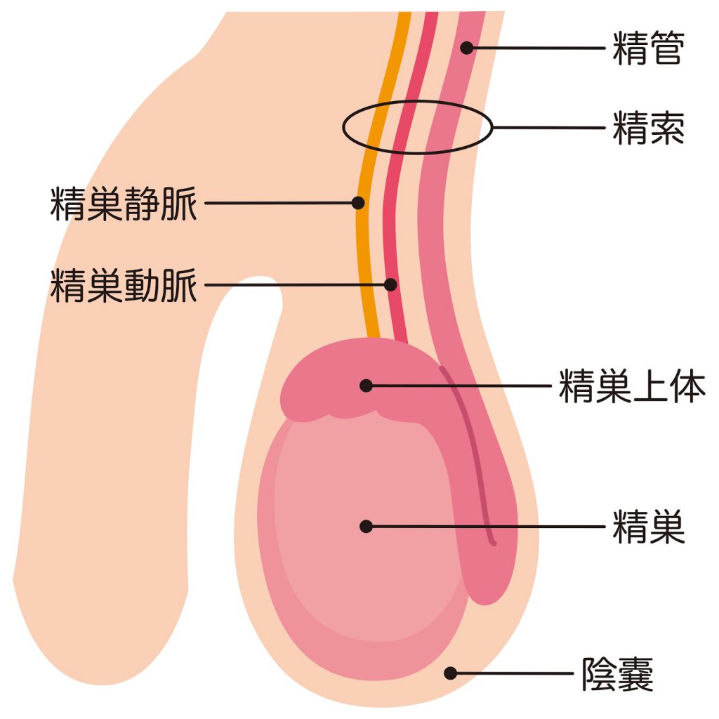 そけいヘルニア外来 | 診療科のご案内 | 板橋中央総合病院/板橋セントラルクリニック