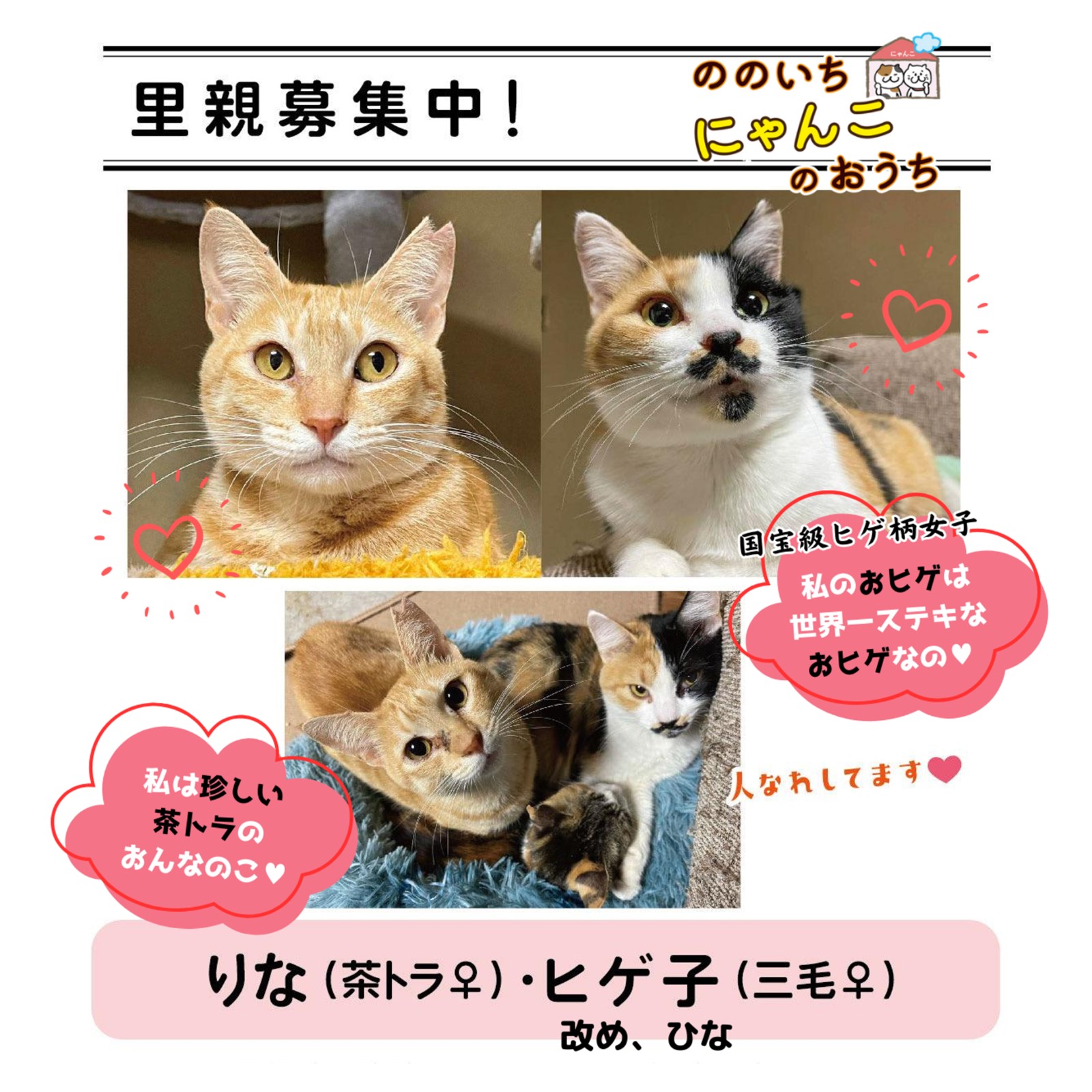 大阪・弁天町】猫好きにはたまらない♡5匹の看板猫がおもてなししてくれる、少し変わった本屋さん - Yahoo! JAPAN