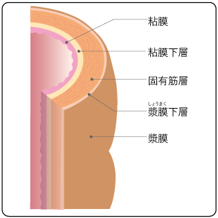 S状結腸 (えすじょうけっちょう)とは【ピクシブ百科事典】