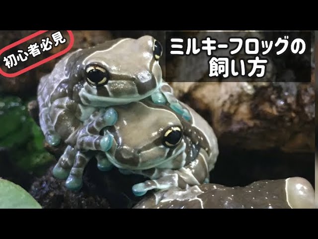 アマゾンミルキーフロッグを飼育しよう！特徴と飼育方法を紹介！！ | はちゅアリウム